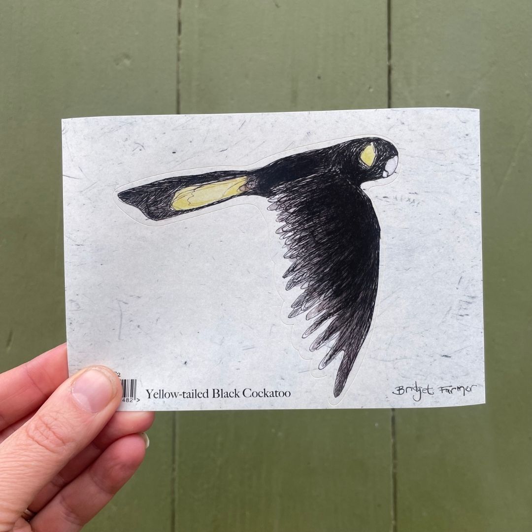 Yellow-tailed Black Cockatoo Sticker 2