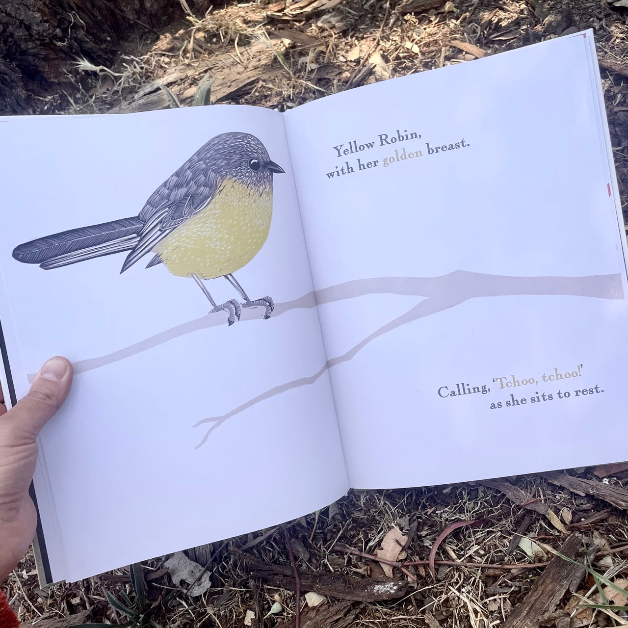 Kookaburra Kookaburra - Children's Book
