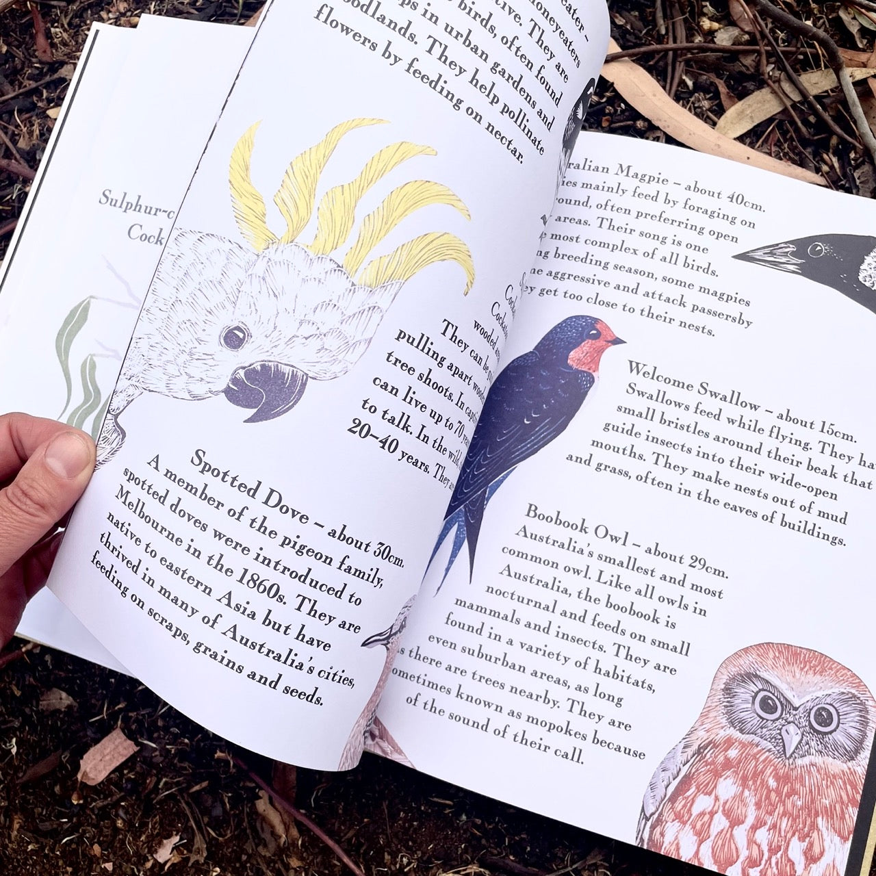 Kookaburra Kookaburra - Children's Book