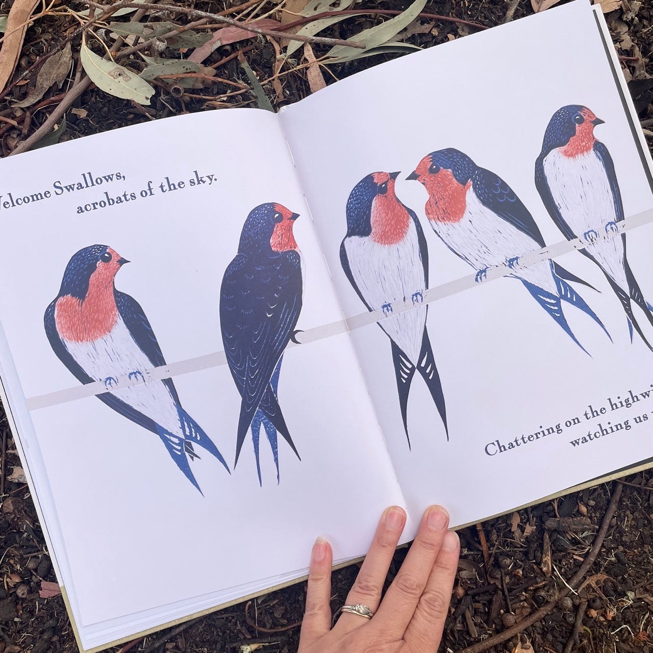 Kookaburra Kookaburra - Children's Book