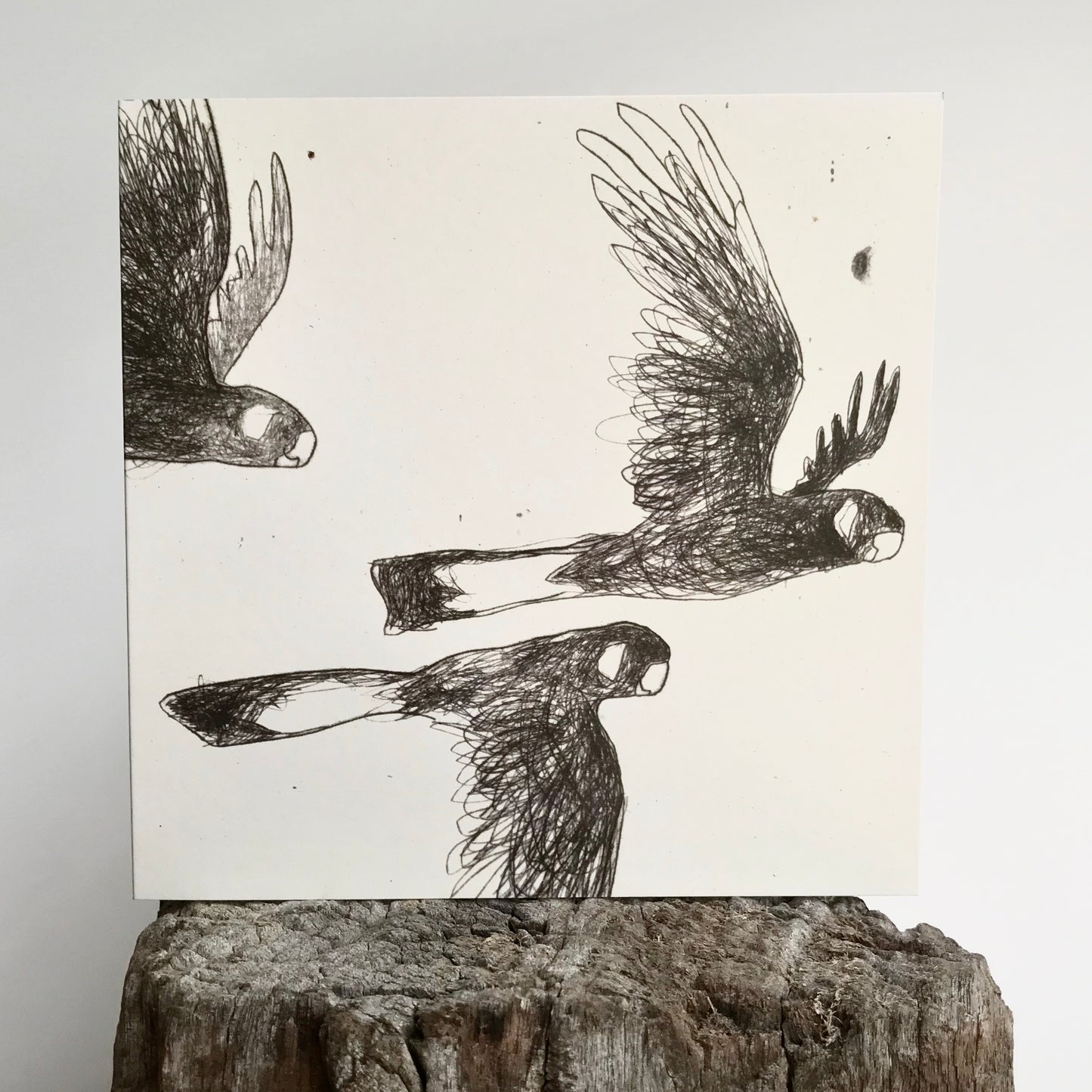 Greeting Card - Gently Flapping, Calmly Calling (Black Cockatoos)