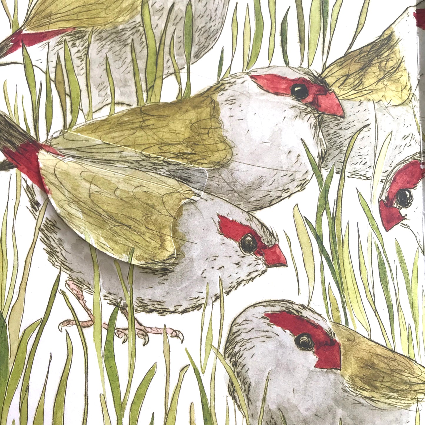 The Bush Birds - Children's Lift The Flap Book ~ CBCA 2022 Notable Book