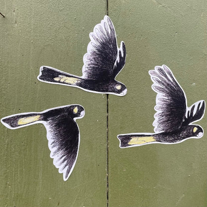 Yellow-tailed Black Cockatoo Sticker 2