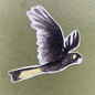 Yellow-tailed Black Cockatoo Sticker 1