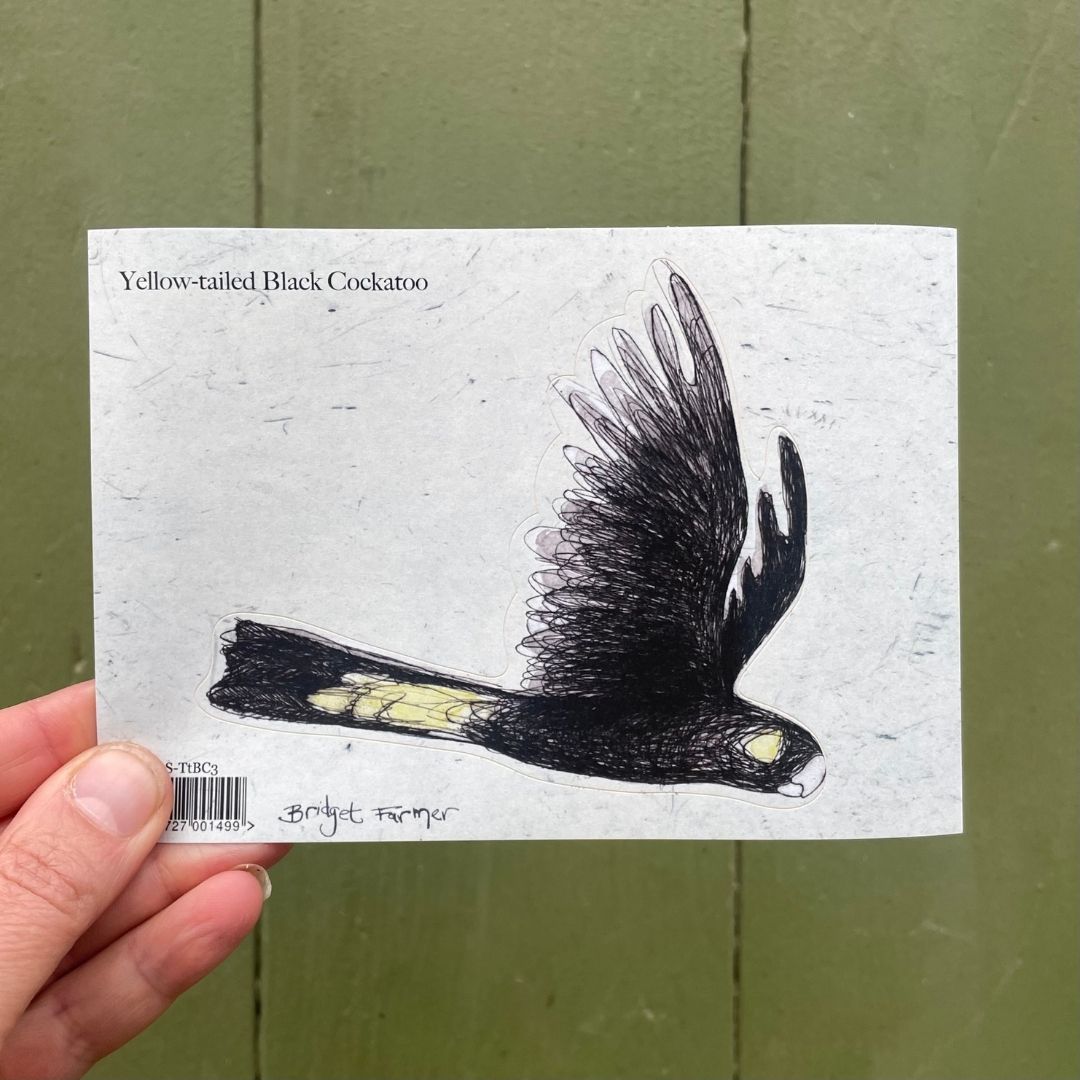 Yellow-tailed Black Cockatoo Sticker 3