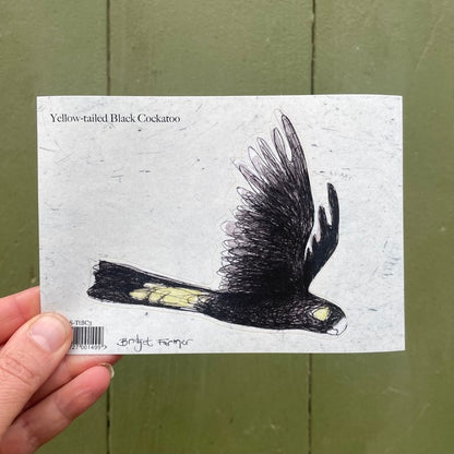 Yellow-tailed Black Cockatoo Sticker 3