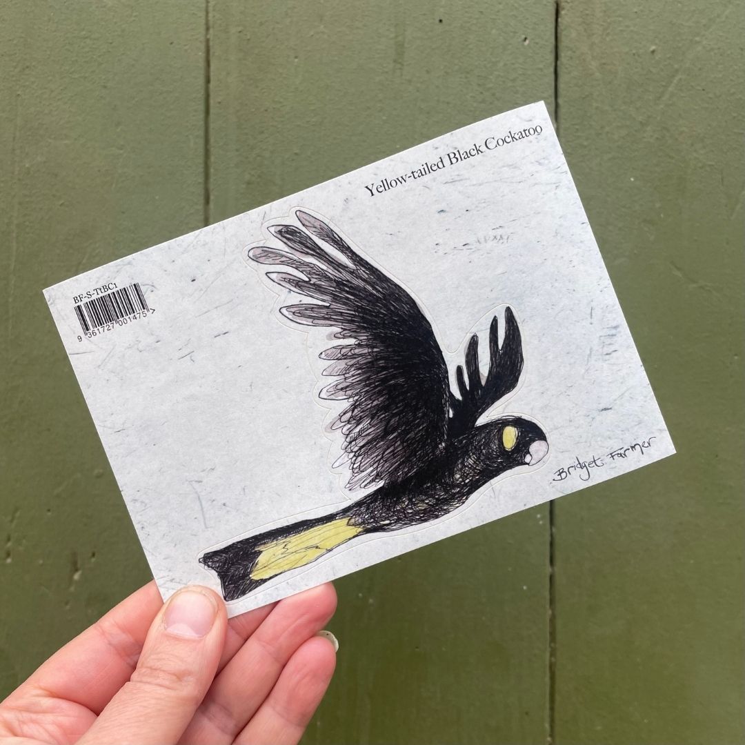Yellow-tailed Black Cockatoo Sticker 1
