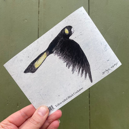 Yellow-tailed Black Cockatoo Sticker 2