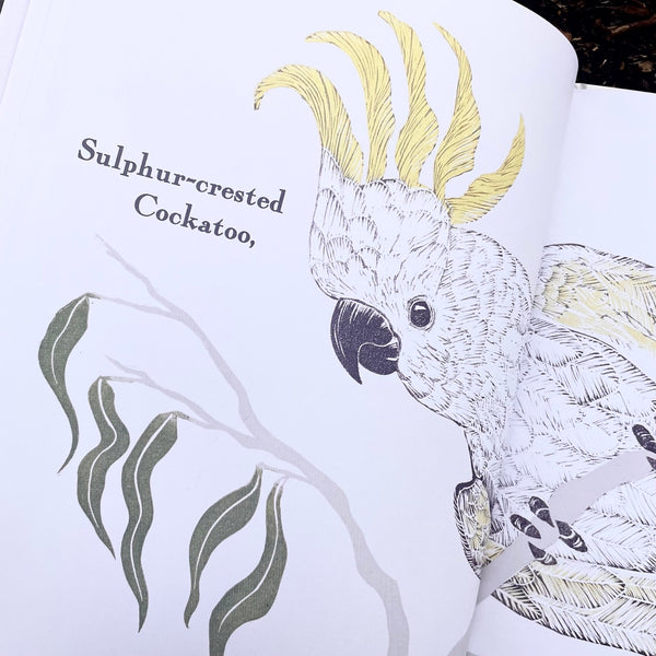 Kookaburra Kookaburra - Children's Book