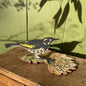 Standing Bird - New Holland Honeyeater