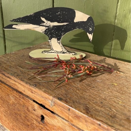 Standing Bird - Australian Magpie