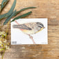 Spotted Pardalote Sticker